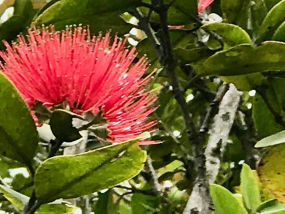 1st image of Maleikai St Lot 33