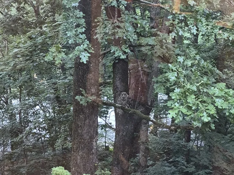 The house is situated in serene nature. You might see owl sometimes.