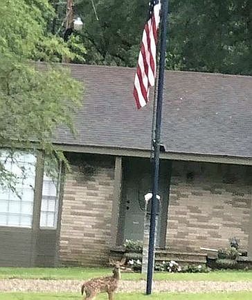 2nd image of 602 E Sherry Ln
