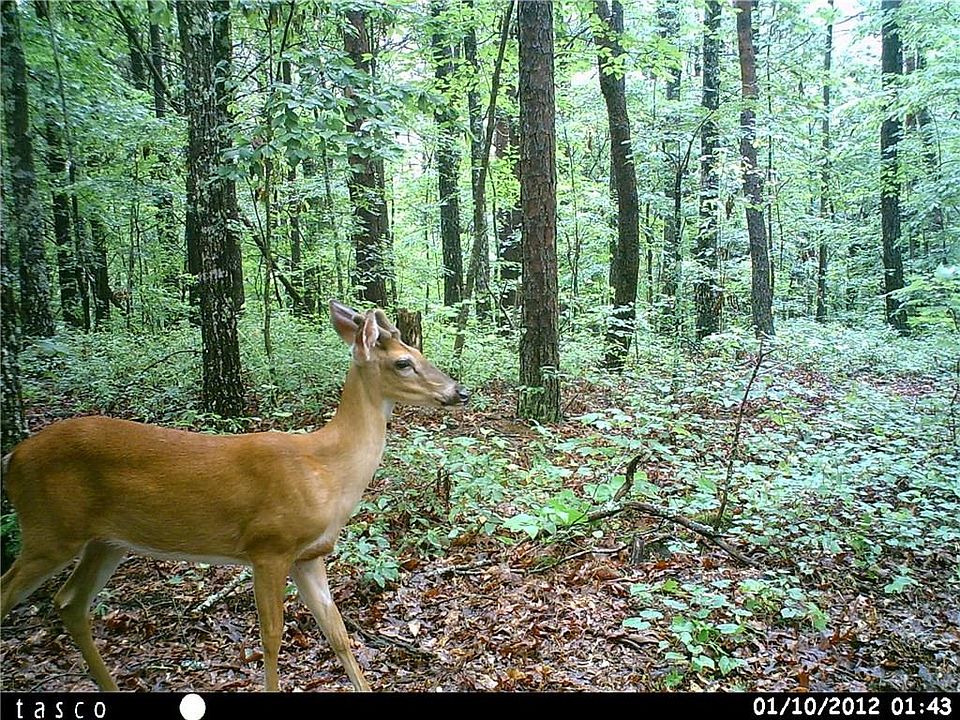 2nd image of 0 Wright Rd Lot 0