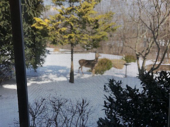 5th image of 8 Kobert Ave