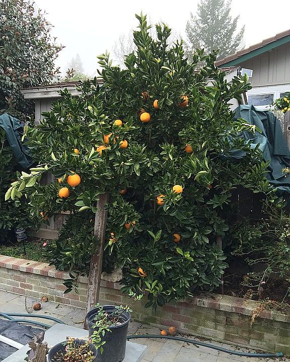2 orange and 1 lemon tree