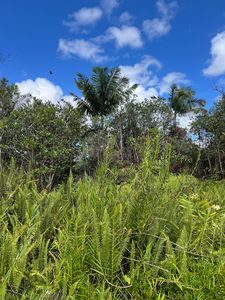 10 Road Poouli, Kurtistown, HI, 96760