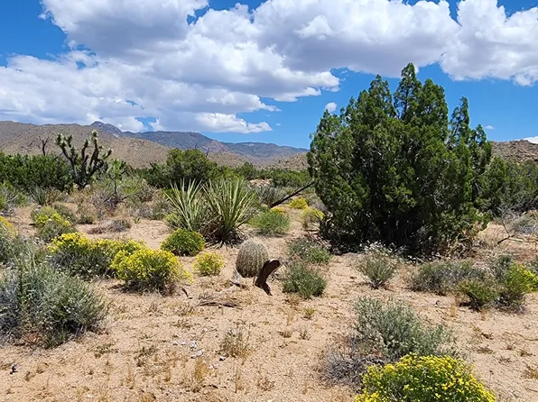 101 S Gunsmoke Rd, Yucca, AZ 86438