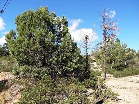 4th image of 6382 Old Forest Trl