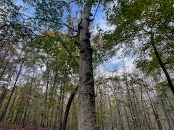 Perry Chapel Rd, Ashland, MS 38603