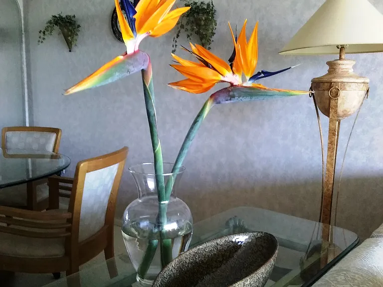Birds of Paridise displayed on our sofa table.