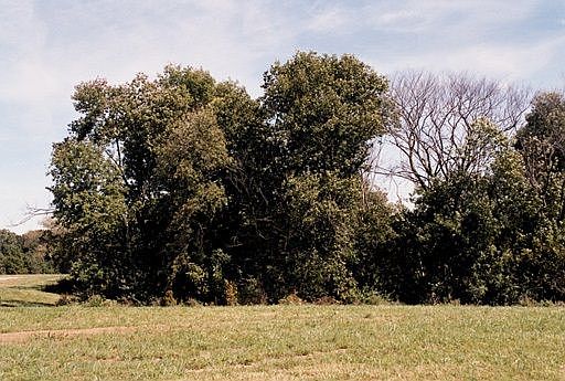 2nd image of 5121 Shadowood Ln SW