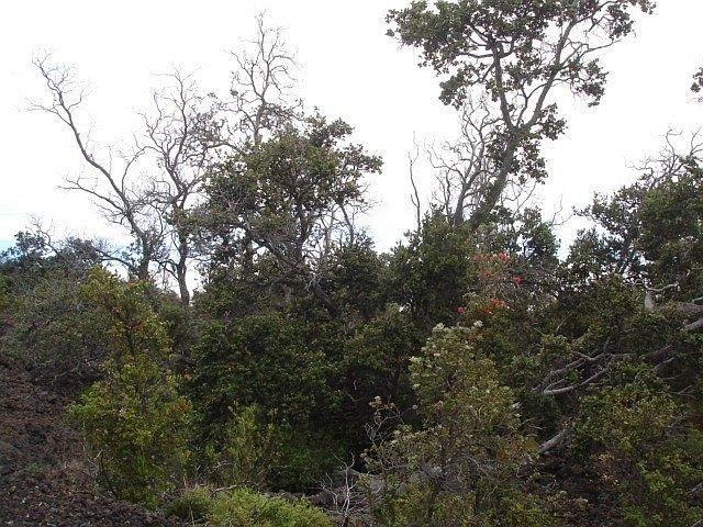 1st image of Coral Pkwy Lot 7