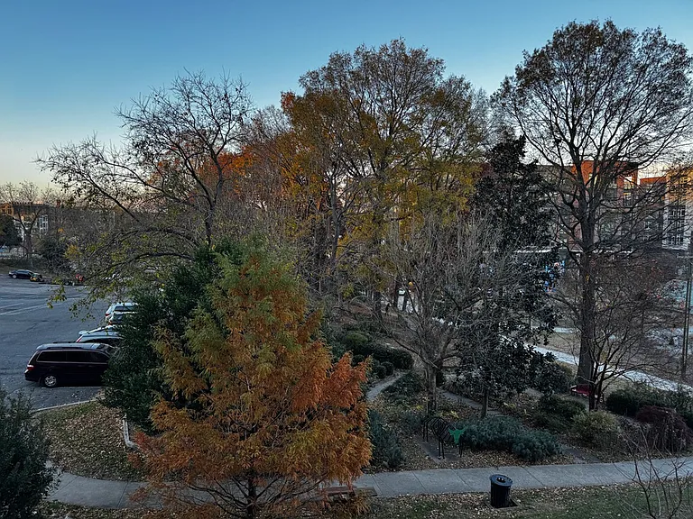 Tree area view from deck in Central Park