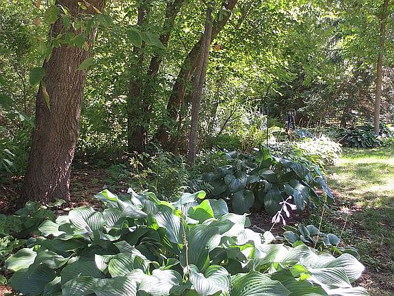 Hosta bed
