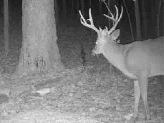 3rd image of 635 Tobacco Ridge Rd