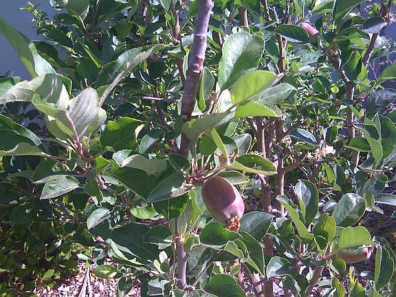 Front yard-apple