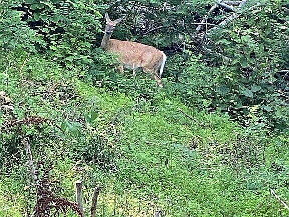 Deer from the deck