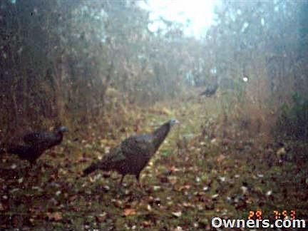 Plenty of Wild Life!