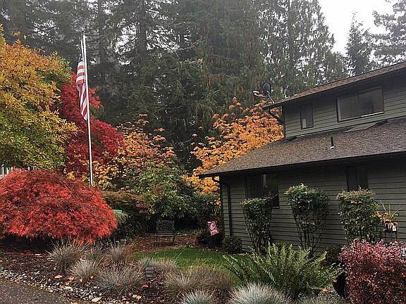 Trees and front yard