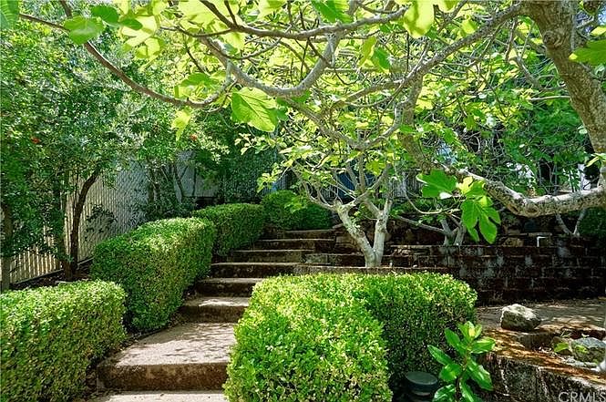 Fig tree grove