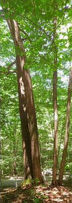 Hardwoods on property