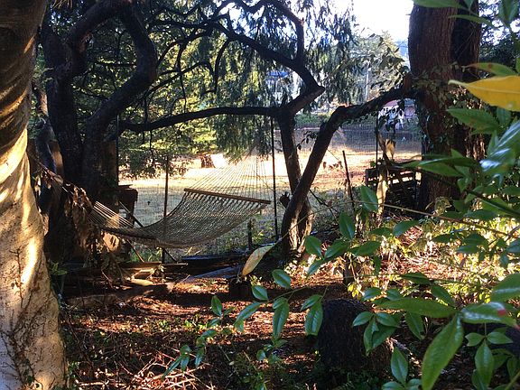 Field view, sheep neighbors