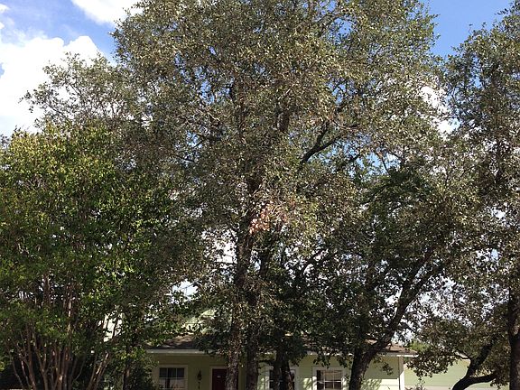 Large Oak Trees