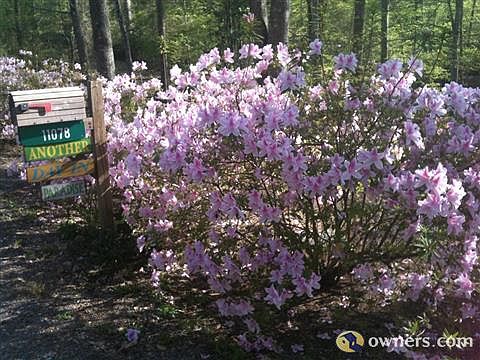 Azaleas in bloom along road frontage