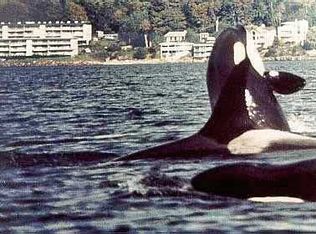 10203 47th Ave SW APT A101, Seattle, WA 98146