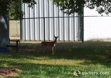 Baby fawn in the back yard.