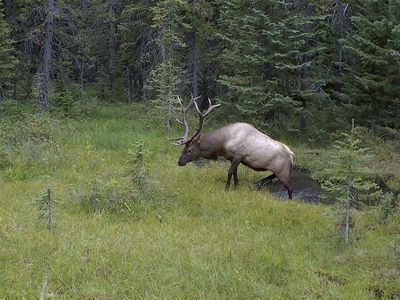 75/AC Jack Creek Rd, Basin, MT, 59631