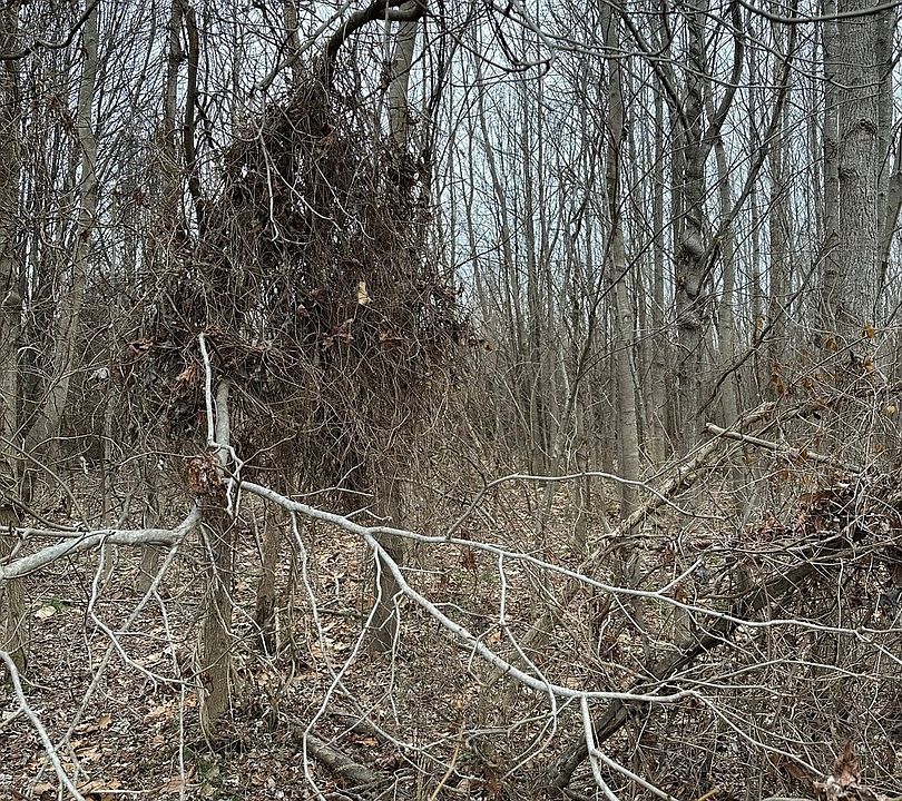 1st image of LOT 1 Pecan Rd