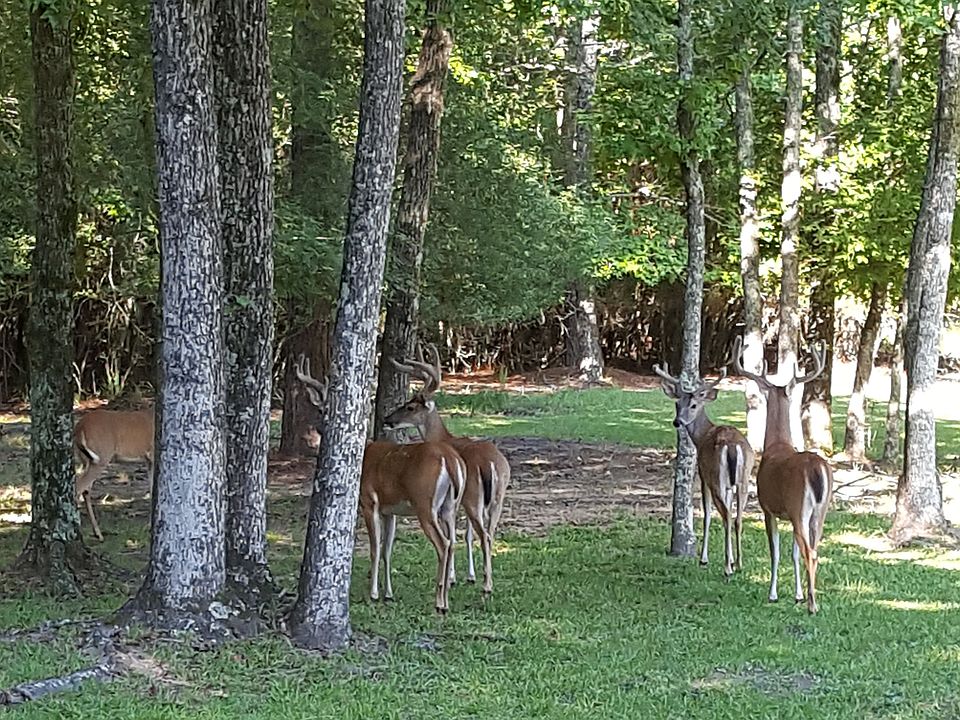 1st image of 5323 Country Ct