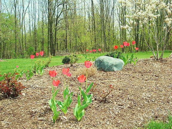 Flowering trees in spring