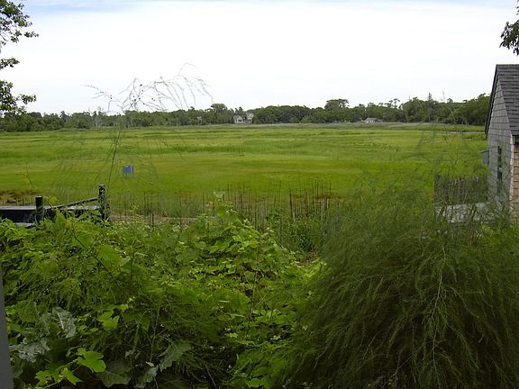 marsh