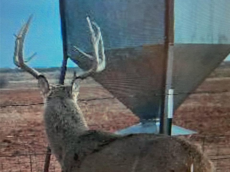 1st image of Nka Buckle L Rd