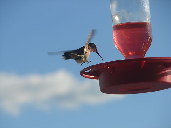 Hummingbirds: 5/7-8/31