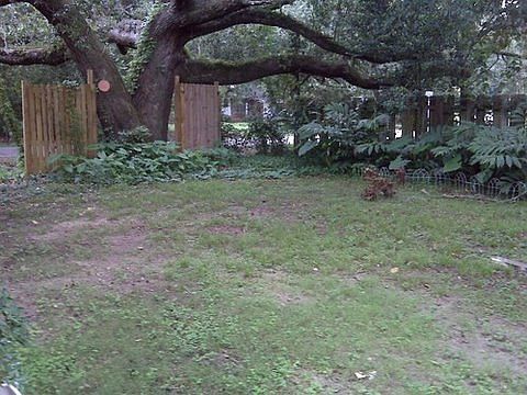 Backyard