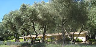 Century old Olive Trees