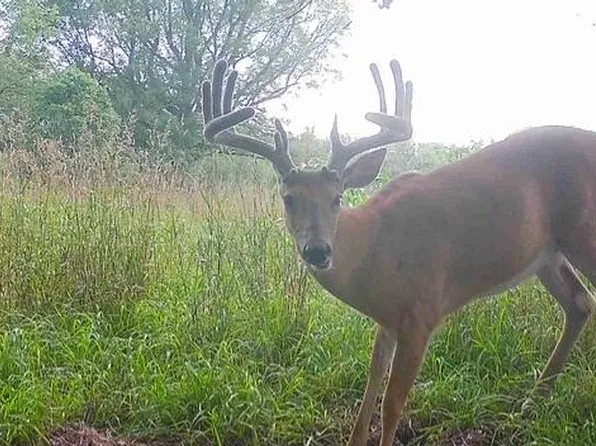 9500 E Jones Rd, Bellevue, MI 49021