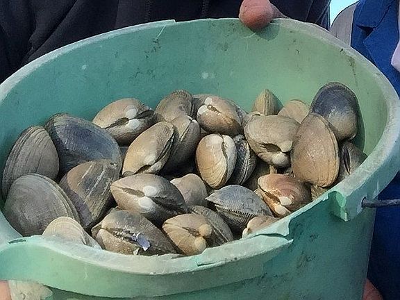 beach harvest