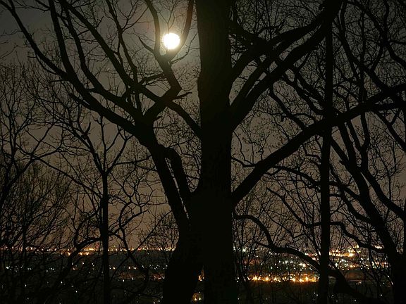 backyard view at night
