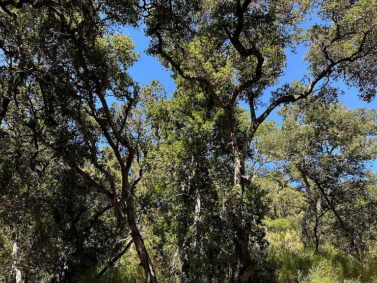 Soaring trees all around