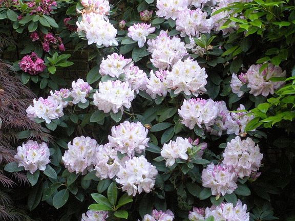 Rhoddies continue to bloom