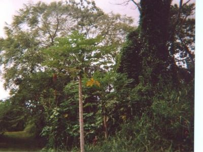 Opihikao Rd, Pahoa, HI, 96778