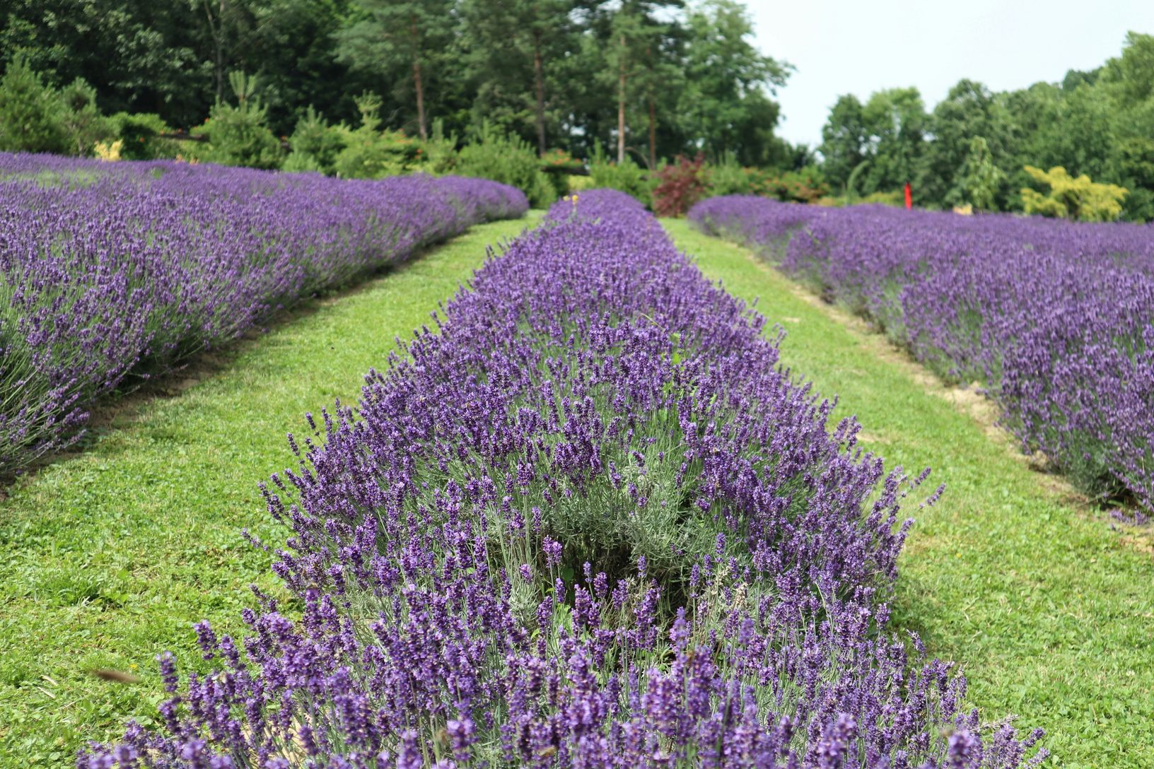  Just minutes from a well renowned lavender farm