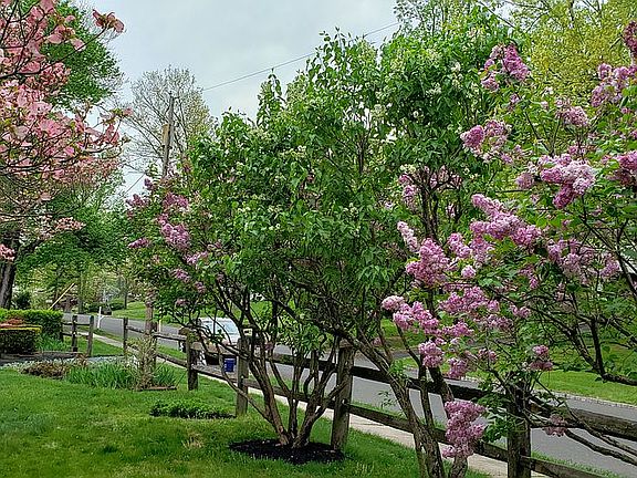 Lilac trees border front