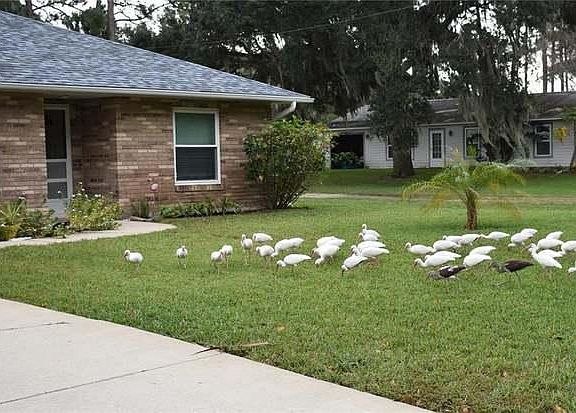 2nd image of 2231 Juniper Dr