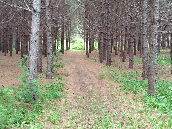 Beautiful pine trees in back