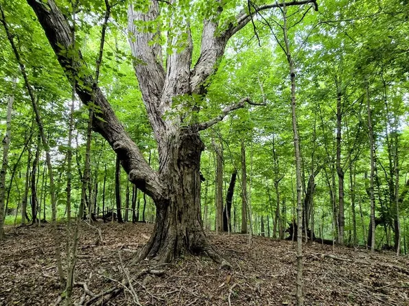 0 Highway 184 Lot Wp001, Ghent, KY 41045