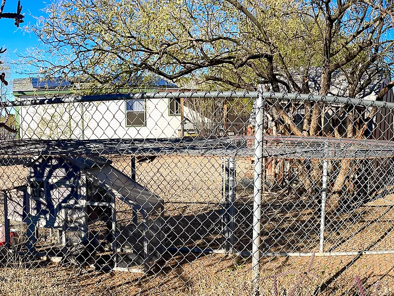 Outside the backyard fence. The chickens are temporarily housed in a run in the backyard while their big coop is built.