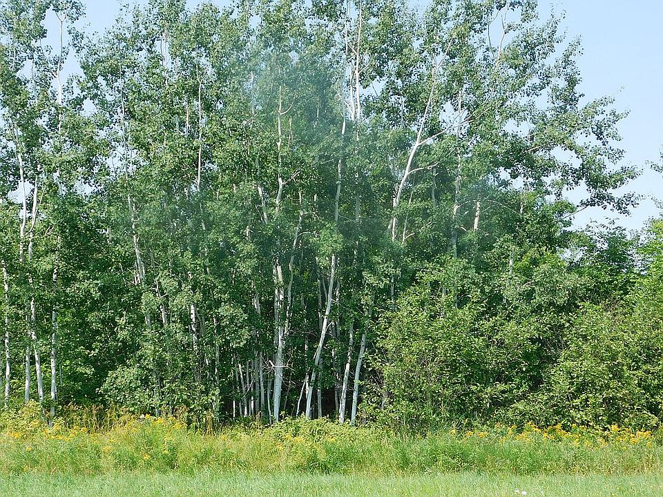 Birch grove