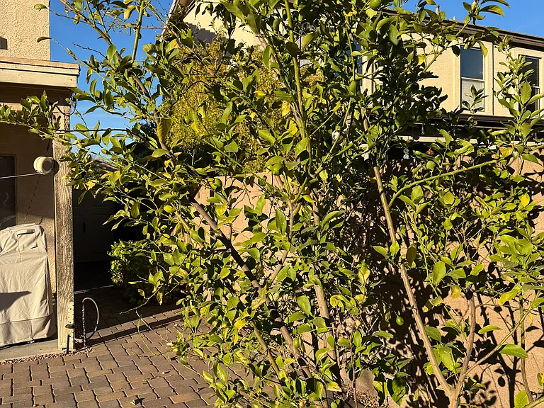 2445 W Running Deer Trl — Photo 46